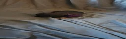 American Pit Bull Terrier dogs for sale: American Pit Bull Terrier 2 - Ad 3