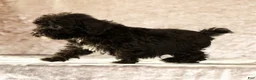 Havapoo dogs for sale: Koby - Ad 7