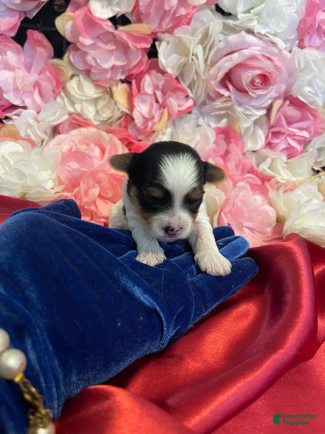 Yorkshire Terrier dogs for sale: Biscoff - Ad 1