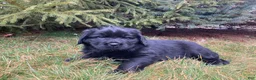 Newfoundland dogs for sale: Asher - Ad 1