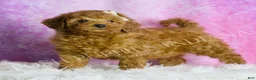 Mini Goldendoodle dogs for sale: Darling - Ad 4