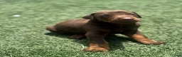 Doberman Pinscher dogs for sale: Blaze - Ad 3