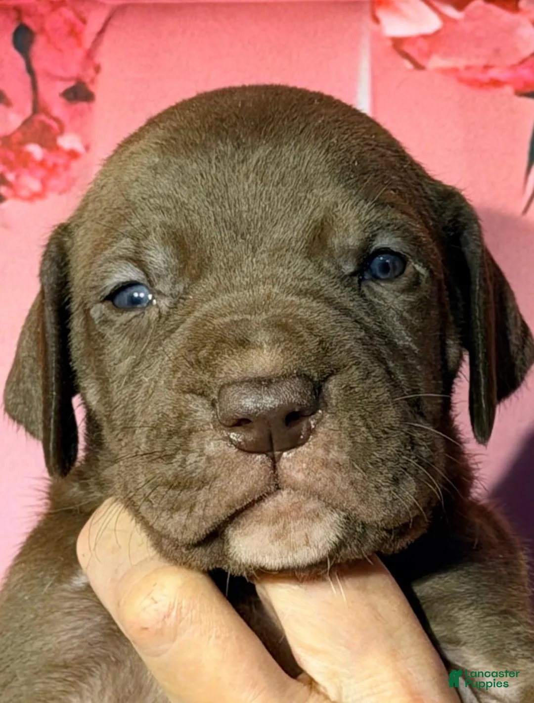 Great Dane dogs for sale: Goldie - Chocolate - Ad 1