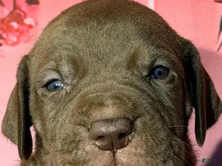 Great Dane dogs Goldie - Chocolate - Ad 22