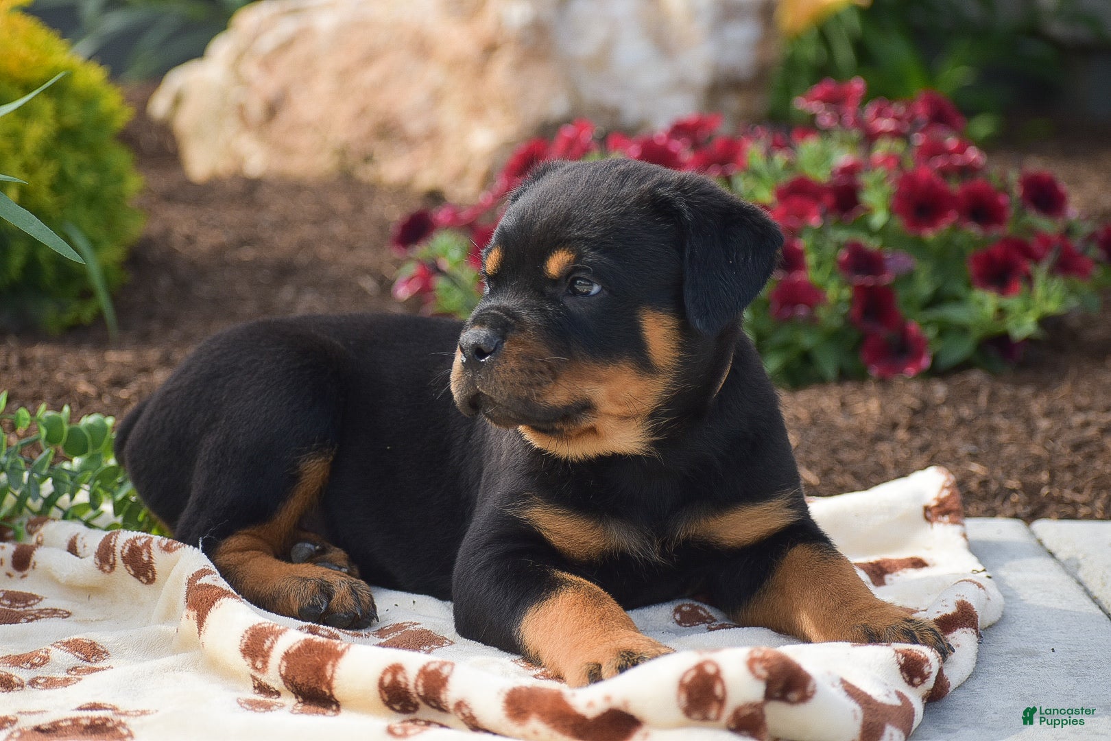 Rottweiler dogs Hunter - Ad 2