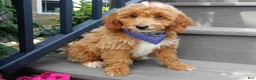 Mini Goldendoodle dogs for sale: Tommy - Ad 6