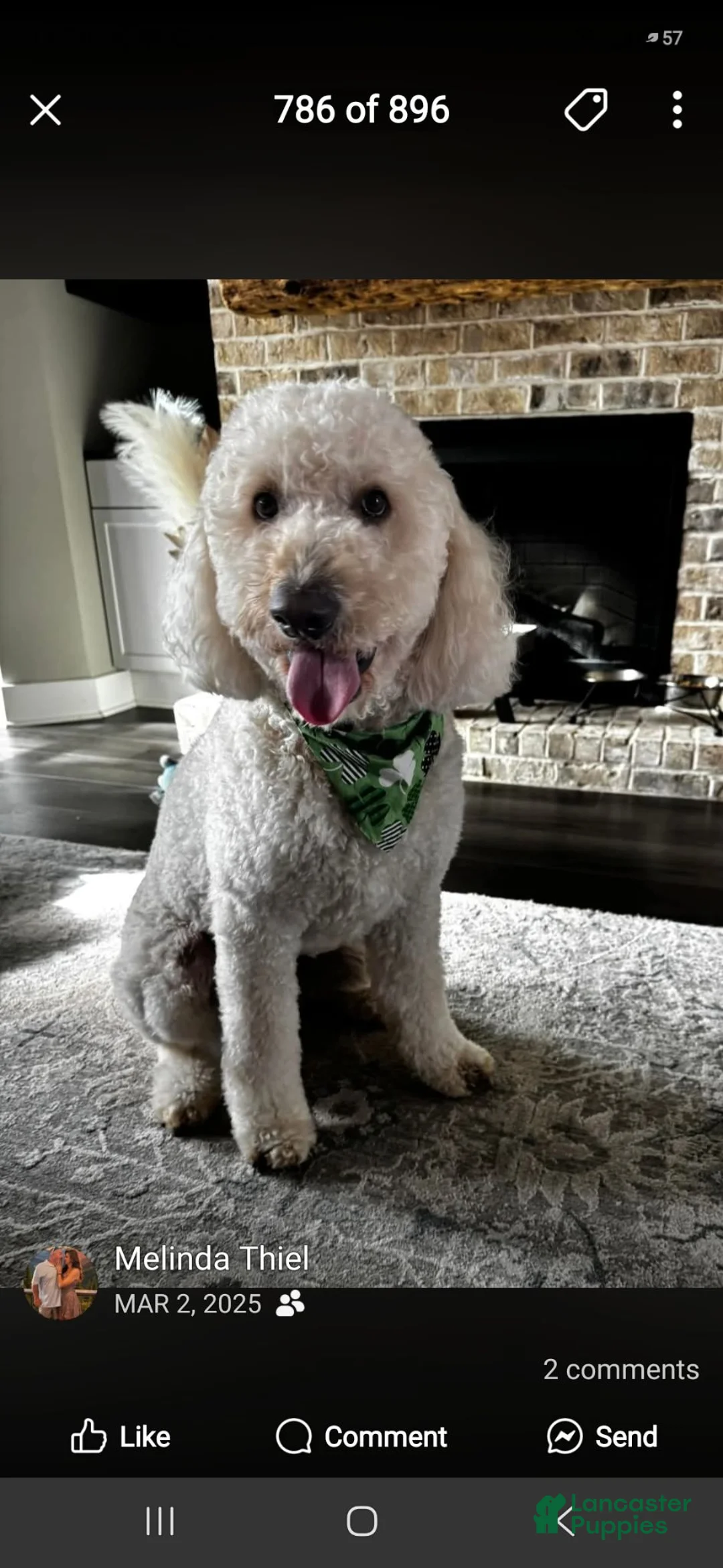 Goldendoodle dogs for sale: Goldendoodle 1 - Ad 4