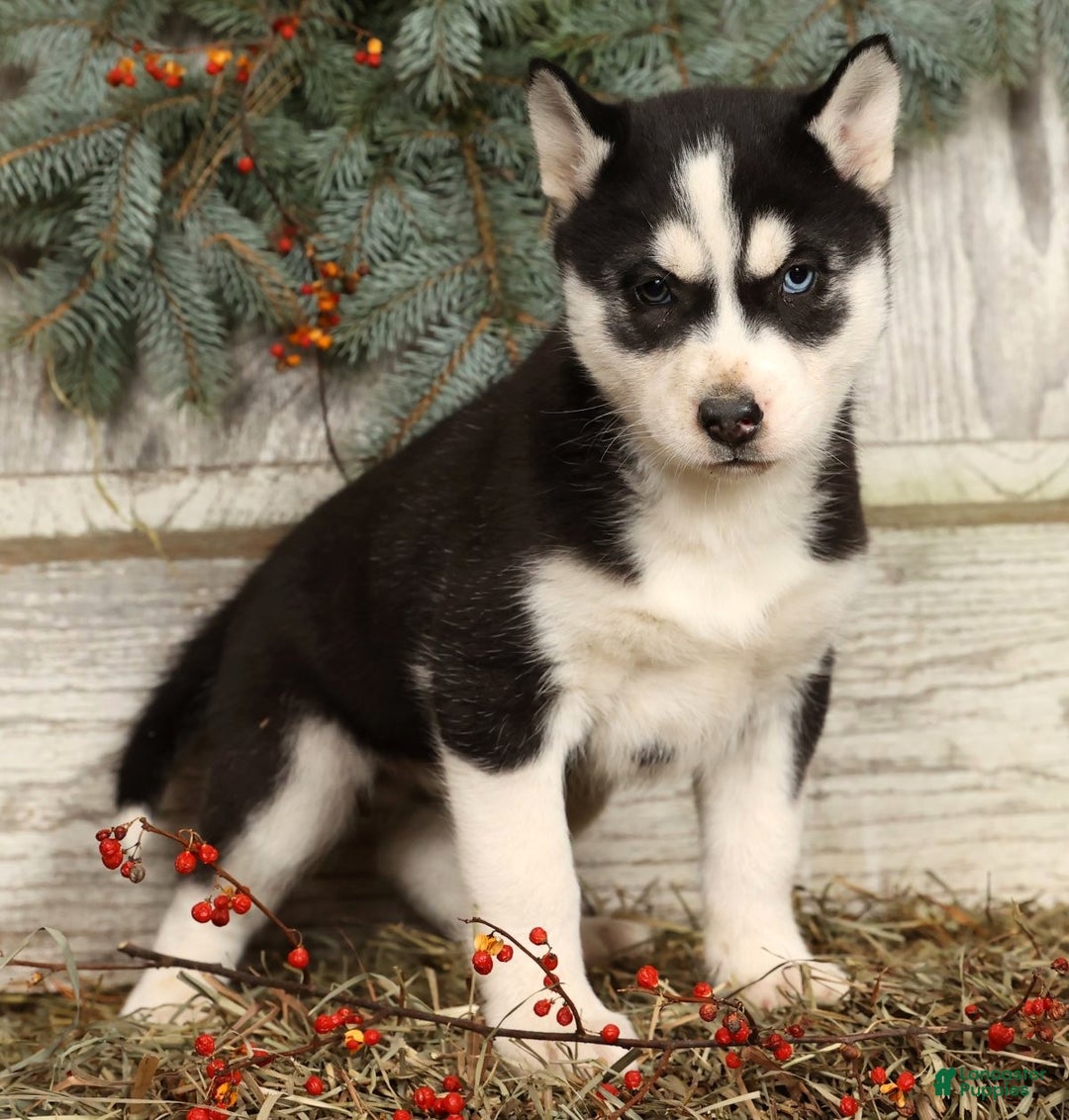 Siberian Husky dogs for sale: Noel - Ad 1