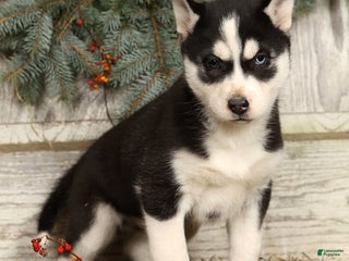 Siberian Husky dogs Noel - Ad 5