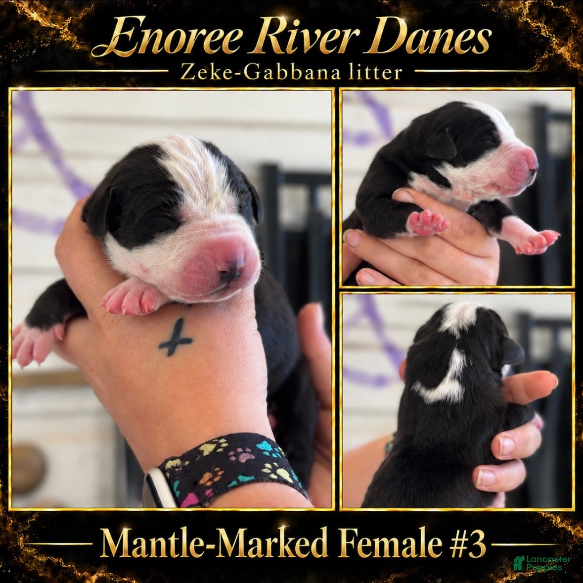 Great Dane dogs for sale: Great Dane 3 - Ad 4