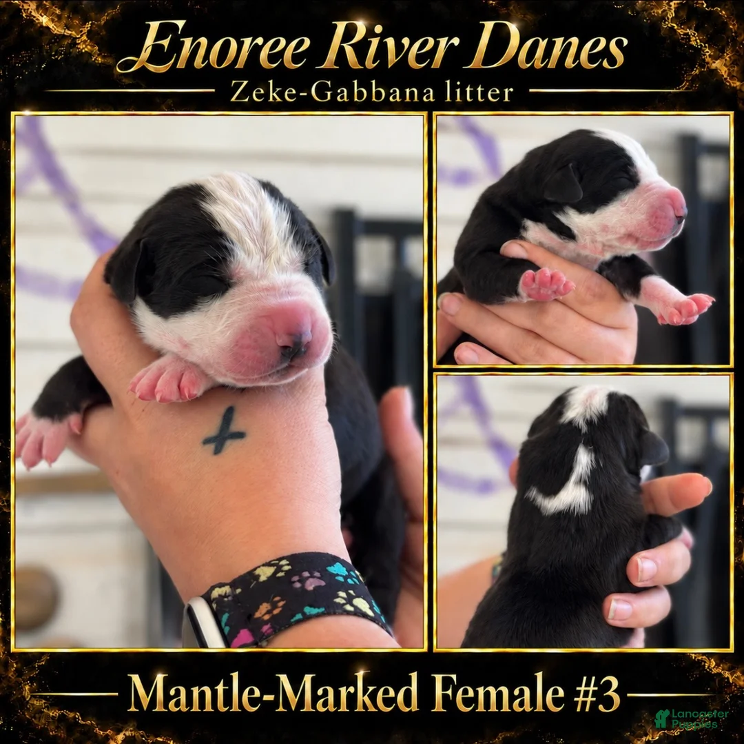Great Dane dogs for sale: Great Dane 3 - Ad 1