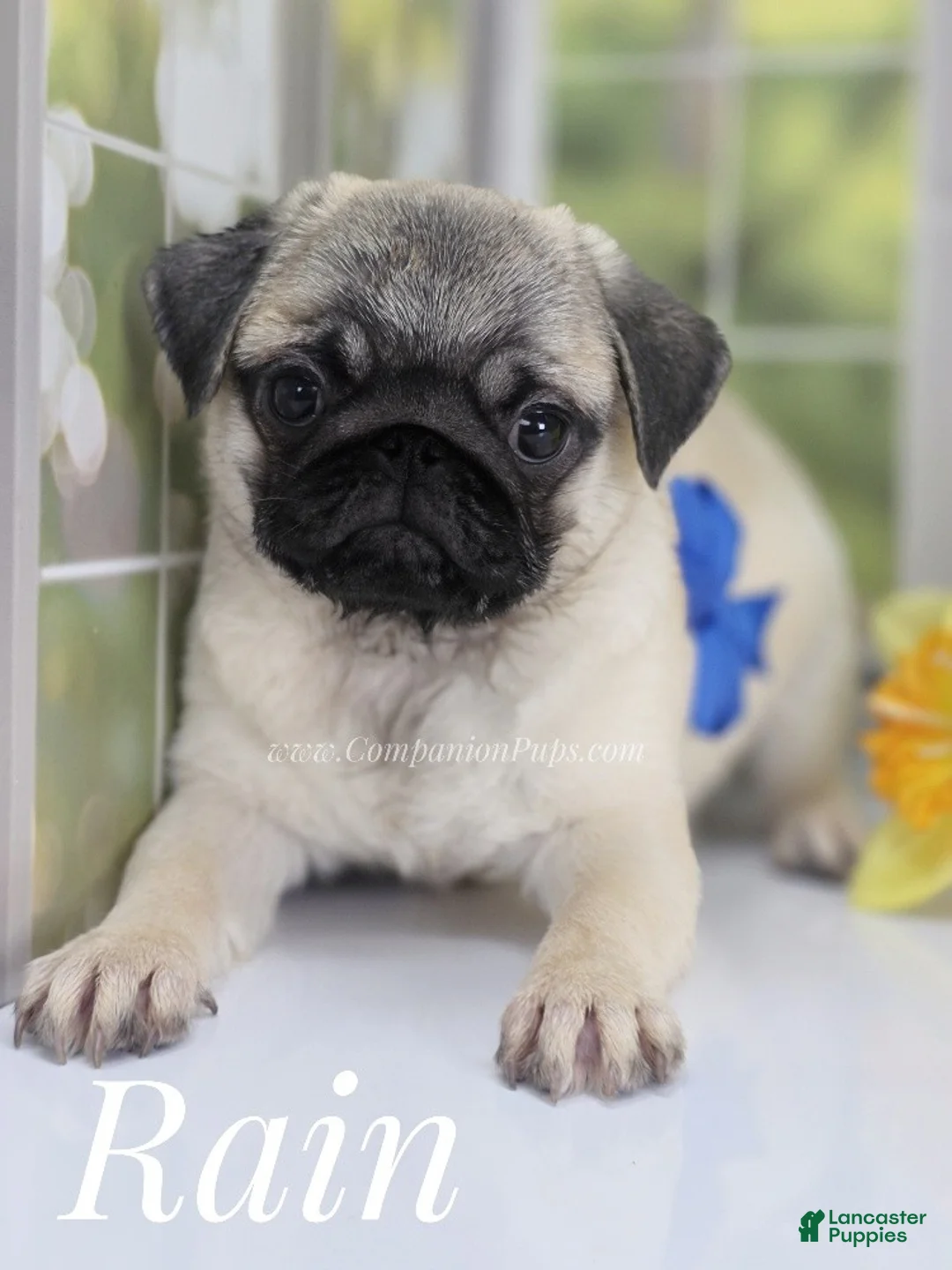 Pug dogs for sale: Rain - Silver Fawn Male Pug Puppy - Ad 1