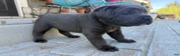 Cane Corso dogs for sale: Cane Corso pink collar - Ad 2