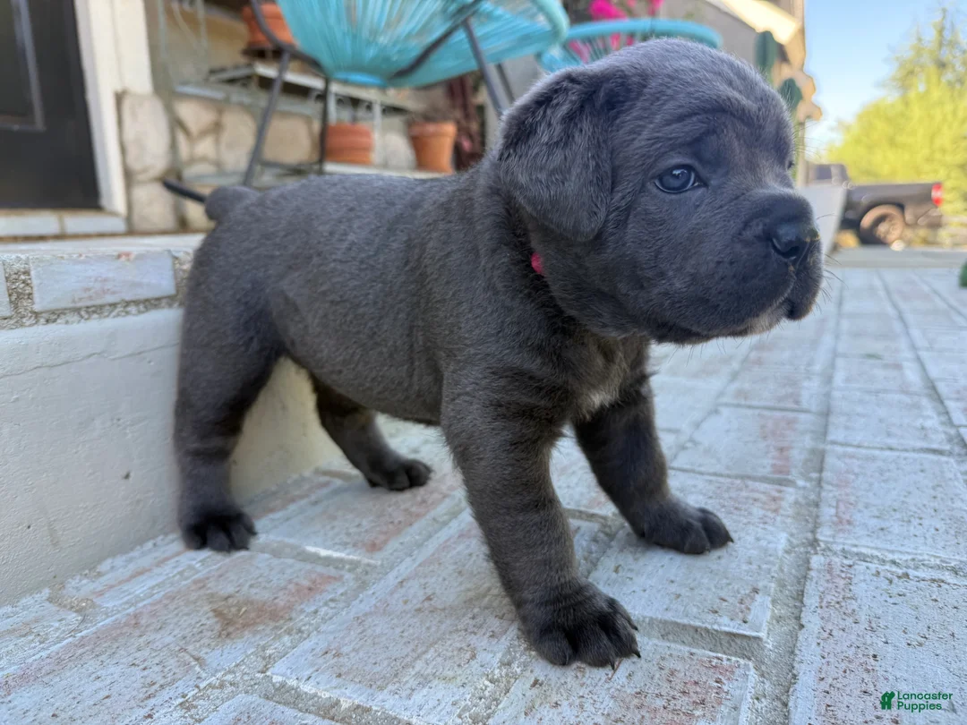 Cane Corso dogs for sale: Cane Corso pink collar - Ad 2