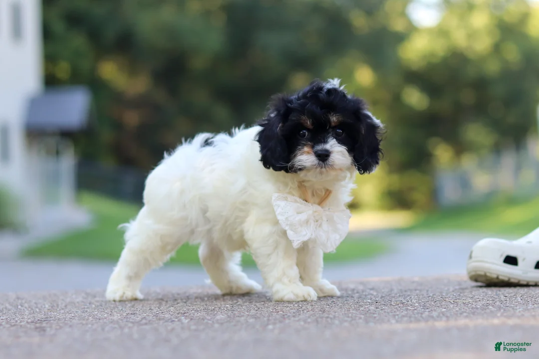 Cavapoo dogs for sale: Rubble - Ad 2