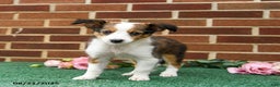 Shetland Sheepdog dogs for sale: Winnie - Ad 3