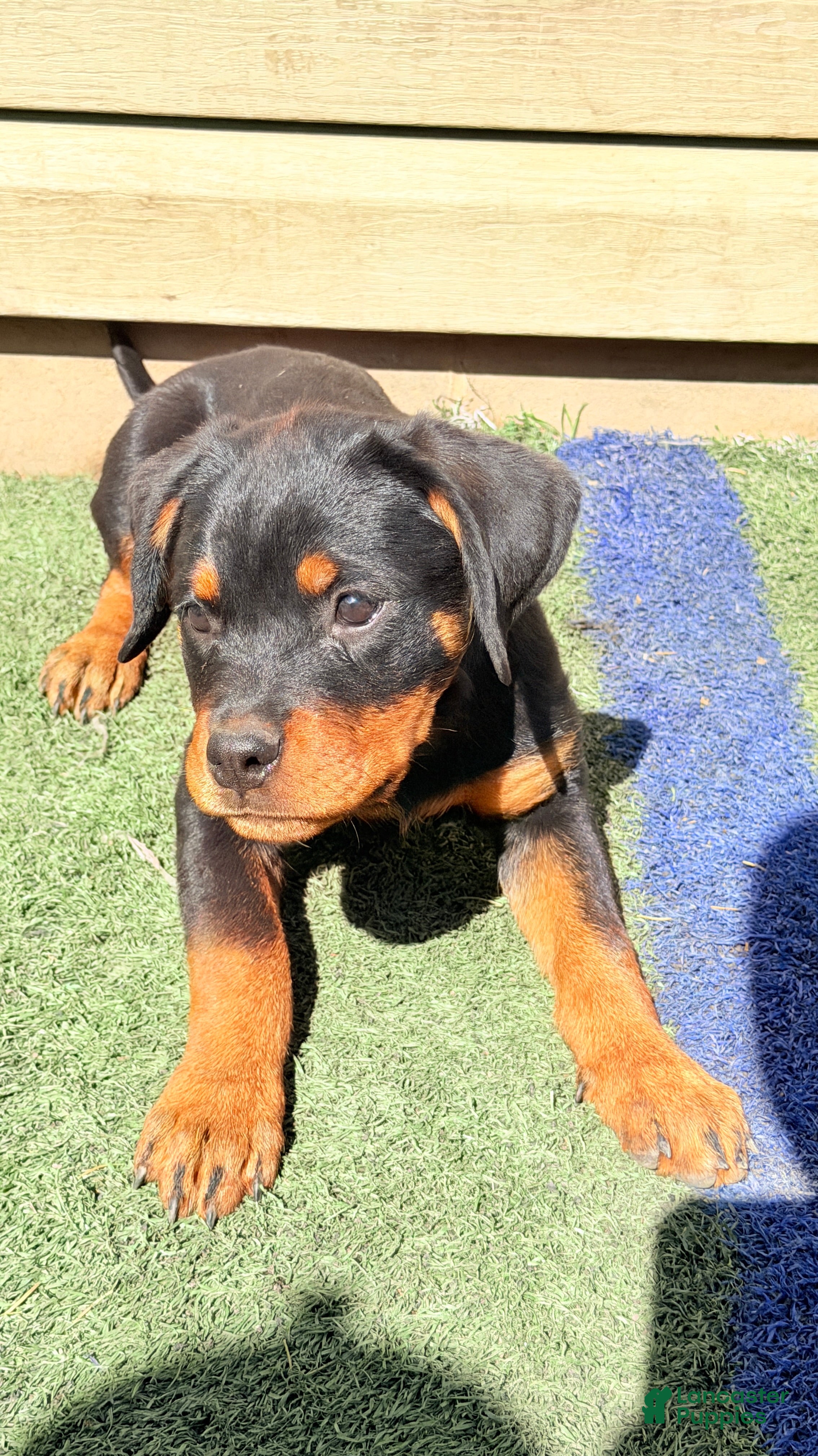 Rottweiler dogs Luma - Ad 1