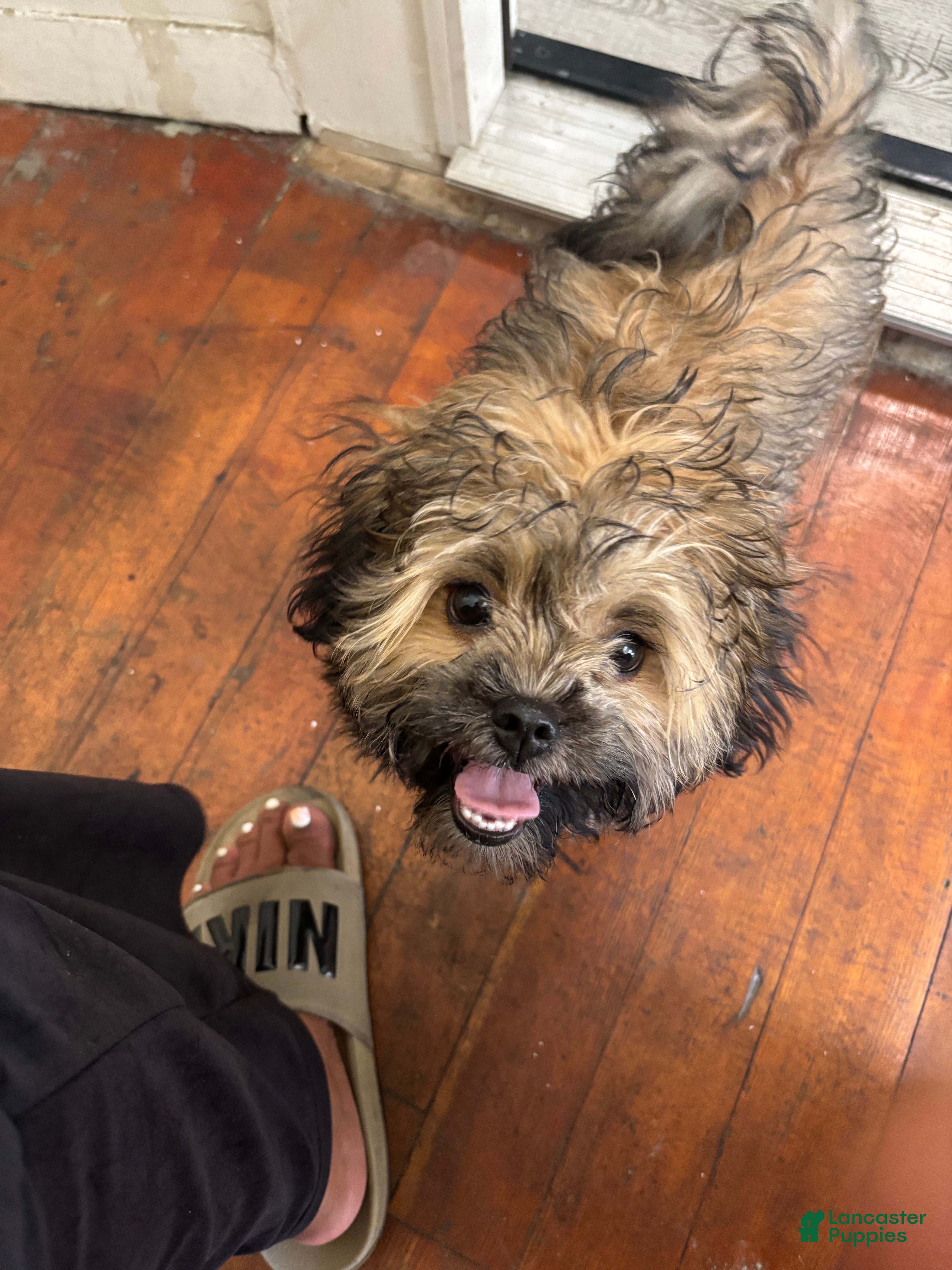 Shih Tzu dogs Shih Tzu 1 - Ad 24