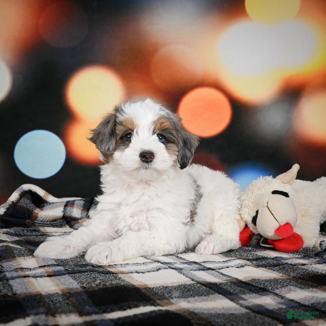 Mini Bernedoodle dogs for sale: Ginger - Ad 3