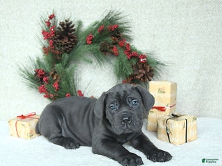 Cane Corso dogs Cooper - Ad 2