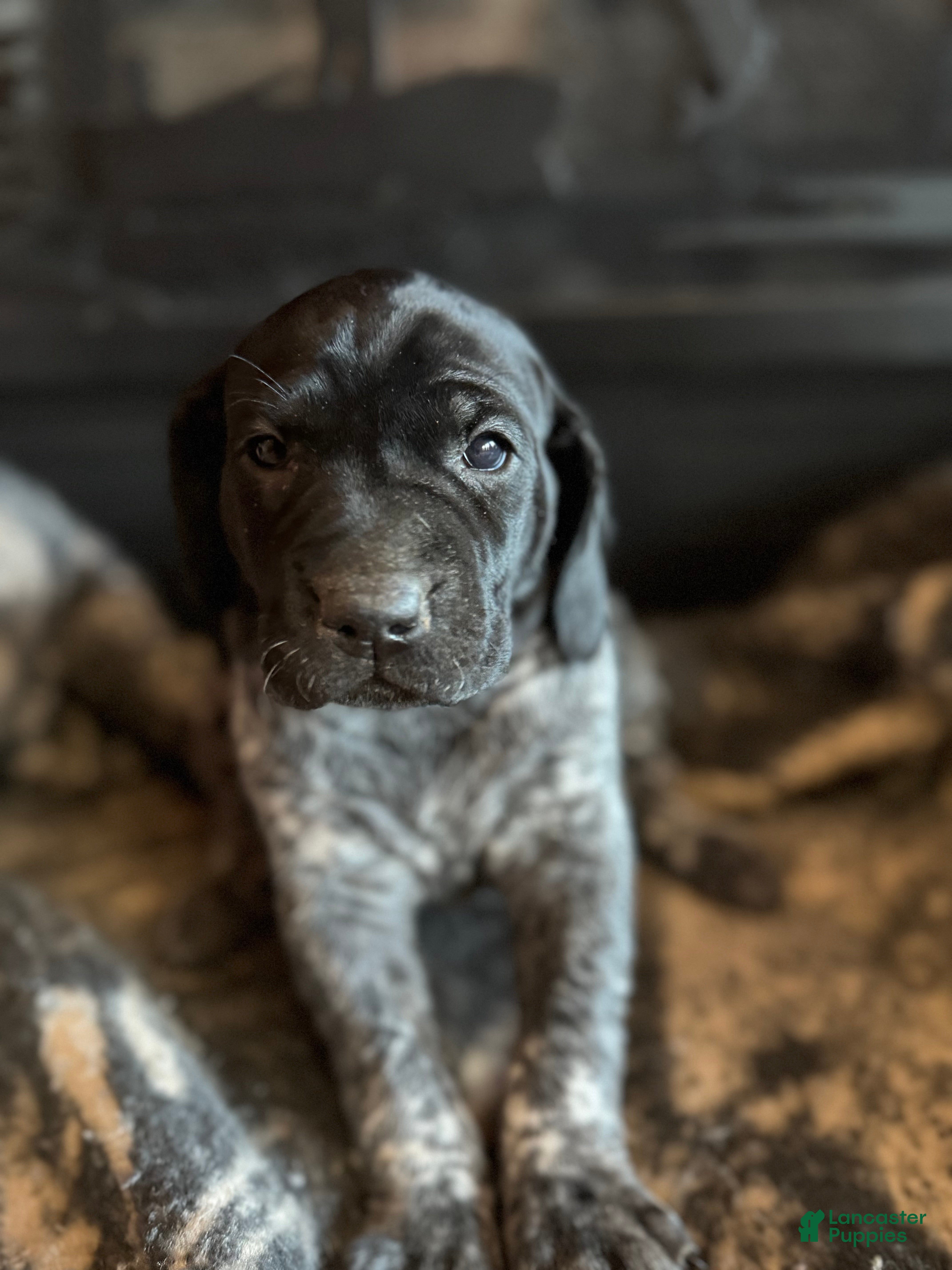 German Shorthaired Pointer dogs German Shorthaired Pointer Puppy 5 - Ad 15