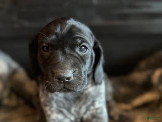 German Shorthaired Pointer dogs German Shorthaired Pointer Puppy 5 - Ad 15