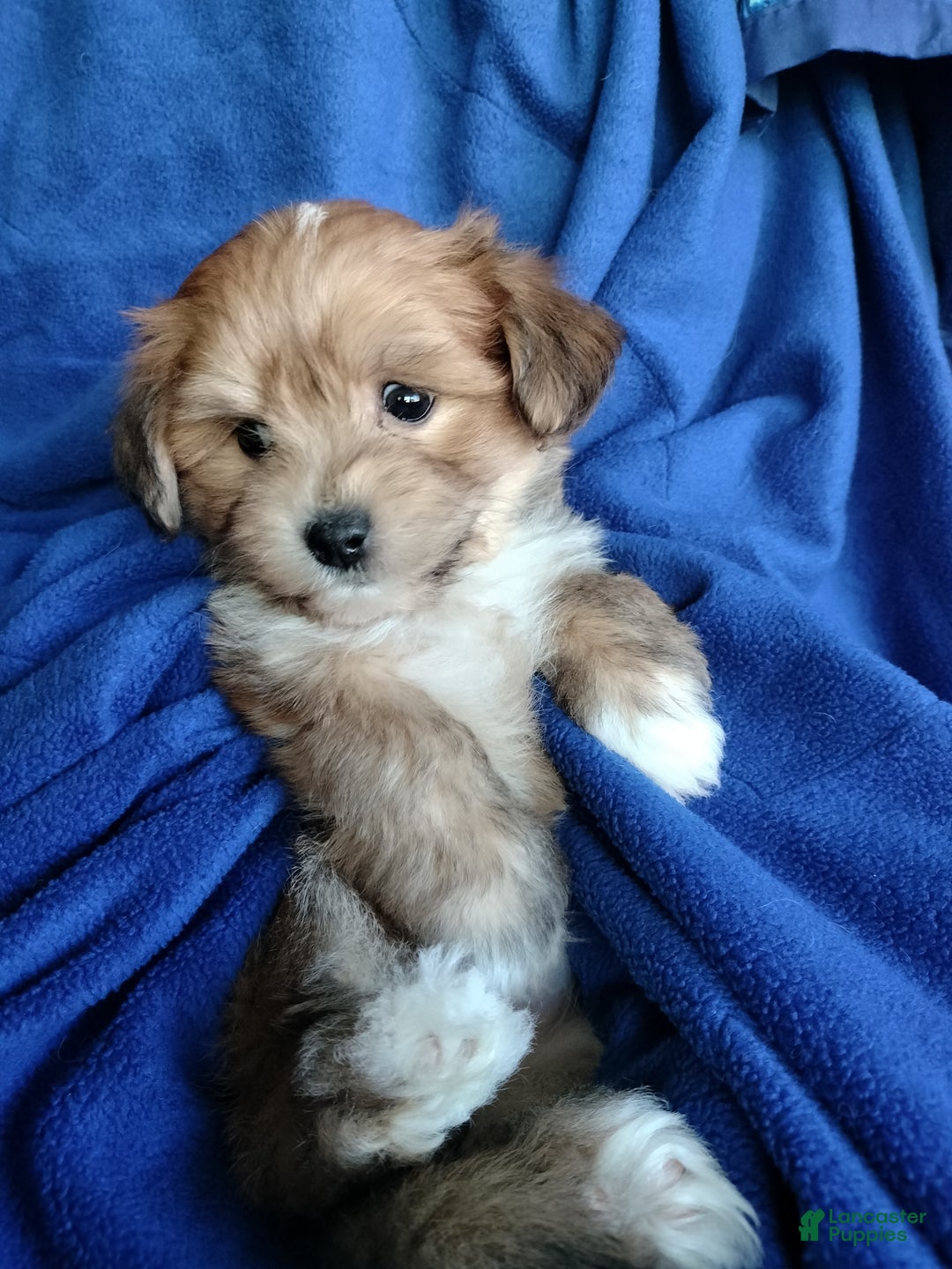Mixed Breed dogs for sale: Orzo - Ad 3