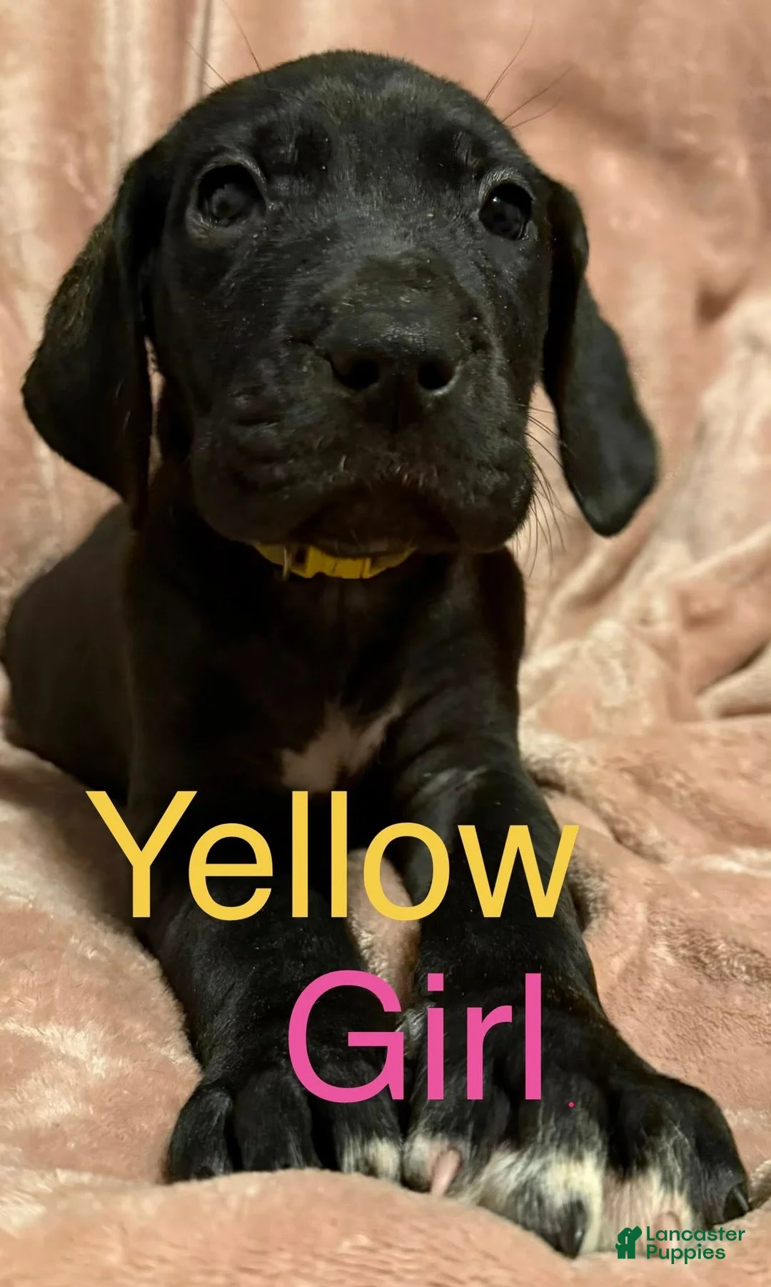 Great Dane dogs for sale: Great Dane Puppy 9 - Ad 1
