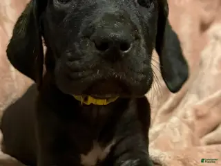 Great Dane dogs Great Dane Puppy 9 - Ad 23