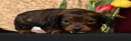 Miniature Dachshund dogs for sale: Niles - Ad 8