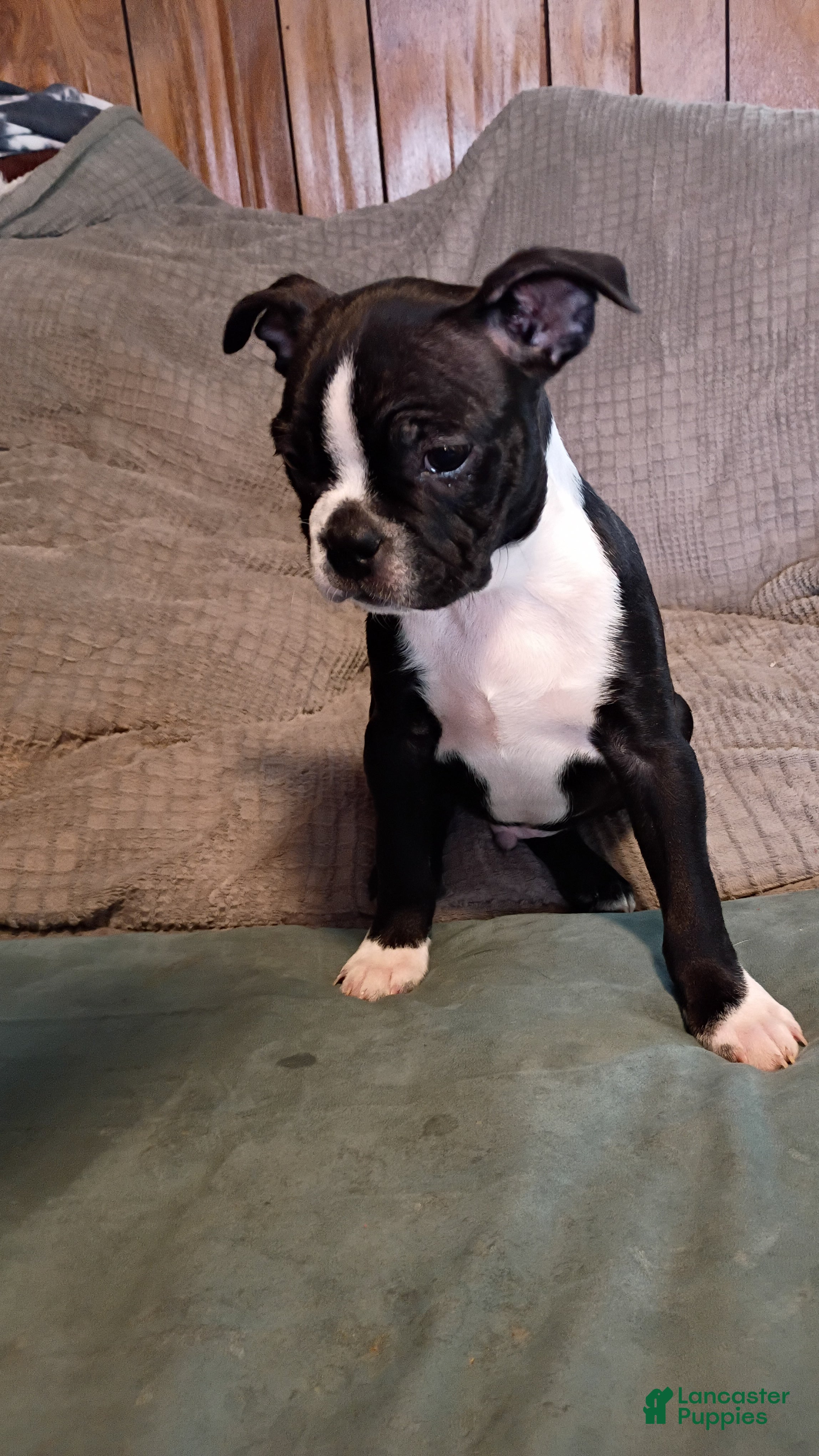 Boston Terrier dogs Boston Terrier Puppy 1 - Ad 6