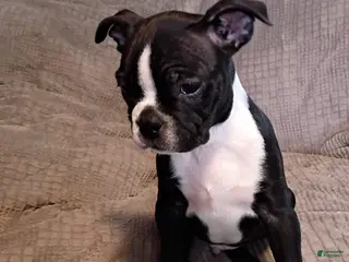 Boston Terrier dogs Boston Terrier Puppy 1 - Ad 6