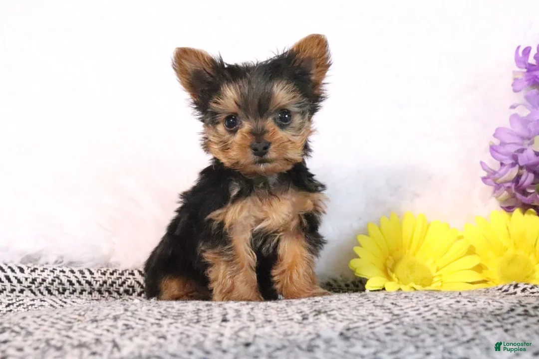 Yorkshire Terrier dogs for sale: Chocolate Chip - Ad 2
