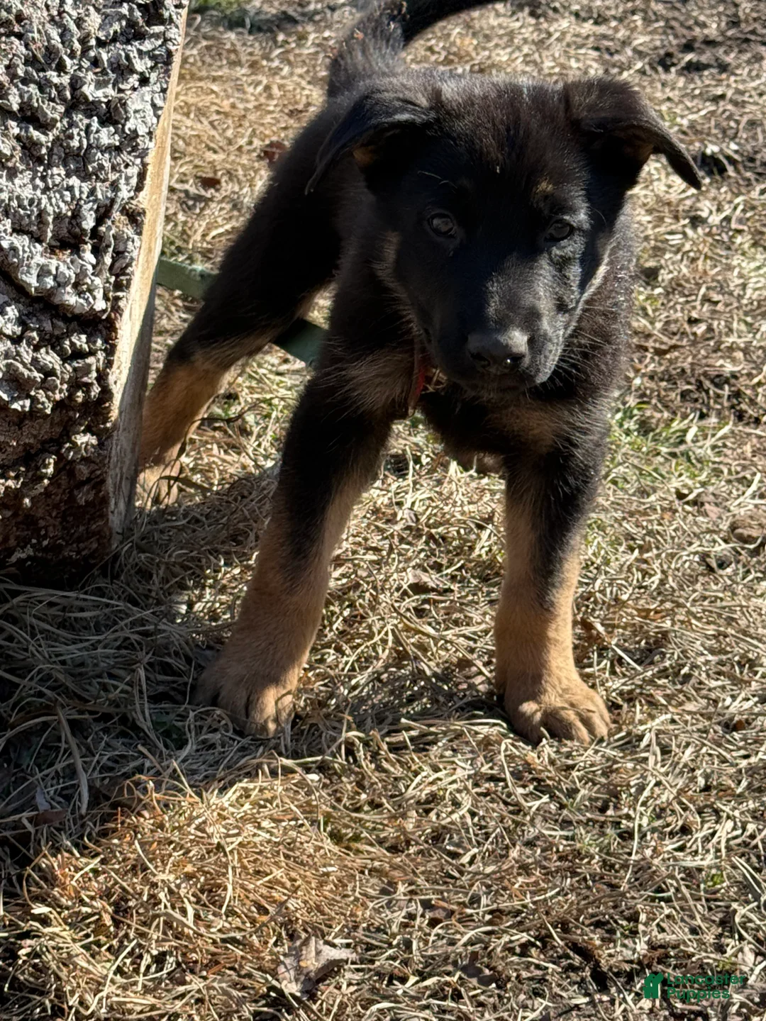 German Shepherd dogs for sale: Red - Ad 3
