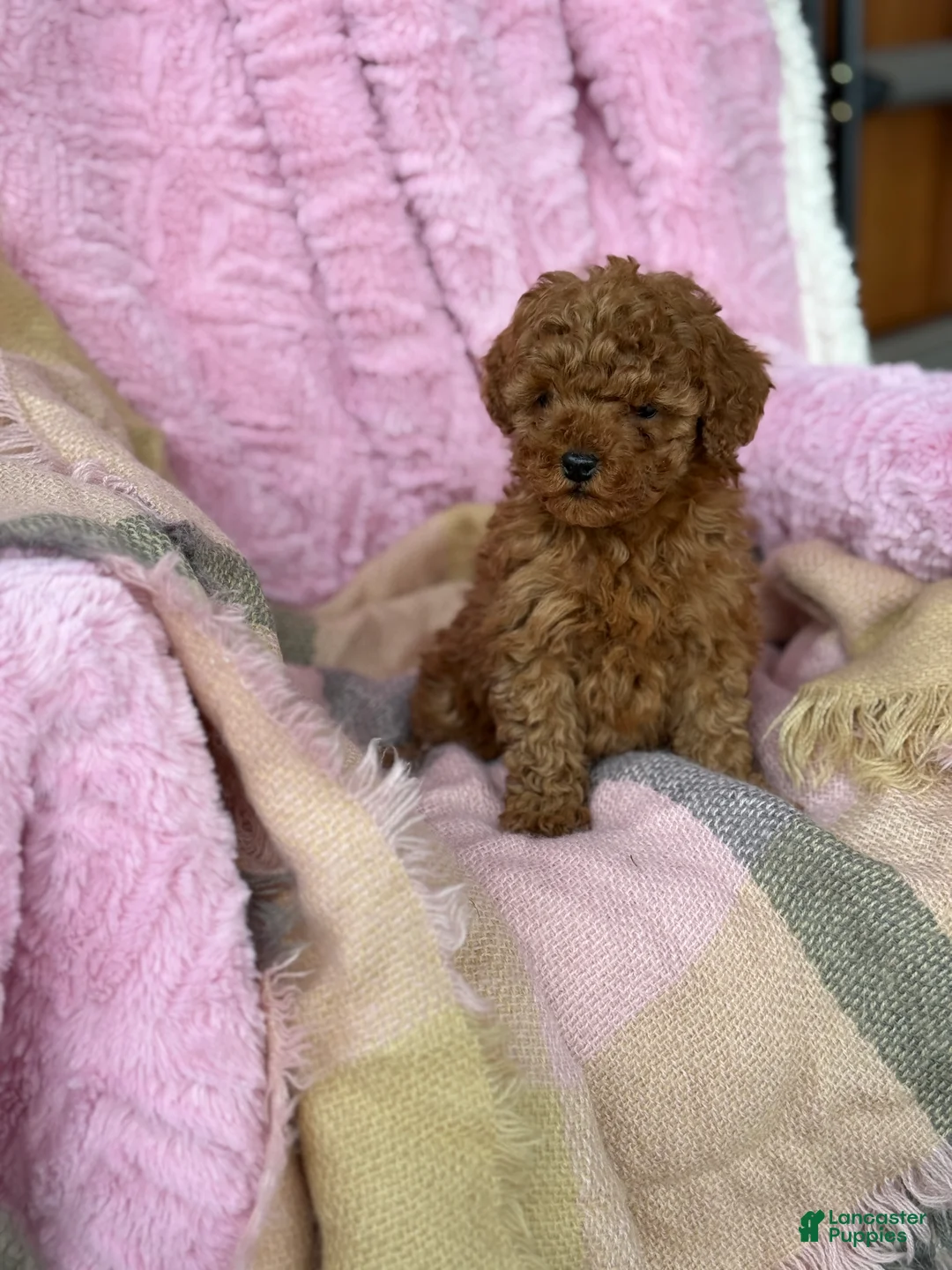 Toy Poodle dogs for sale: Nellie - Ad 11
