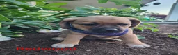 Puggle dogs for sale: Redwood - Ad 1