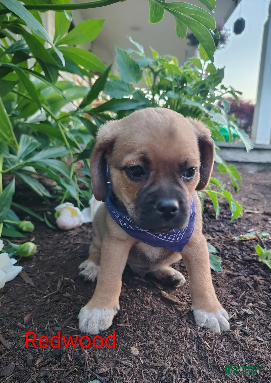 Puggle dogs for sale: Redwood - Ad 1