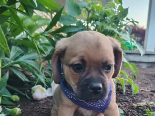 Puggle dogs for sale: Redwood - Ad 4