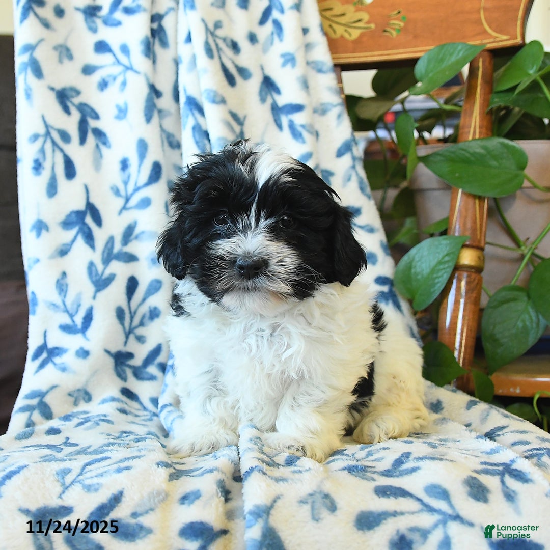 Havanese dogs for sale: Carol   - Ad 3