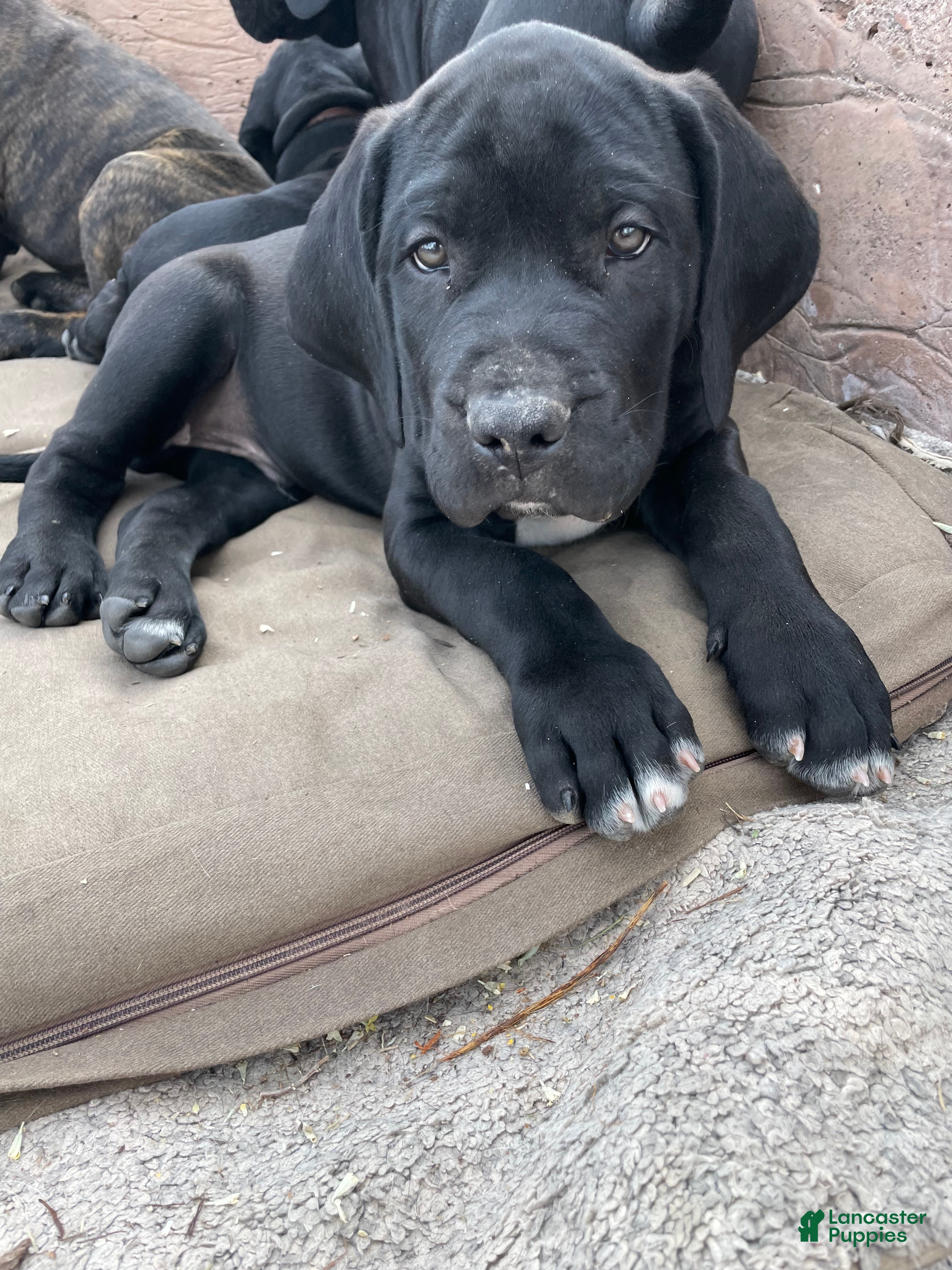 Cane Corso dogs Cane Corso Puppy 1 - Ad 2
