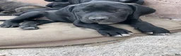 Cane Corso dogs for sale: Cane Corso Puppy 1 - Ad 1