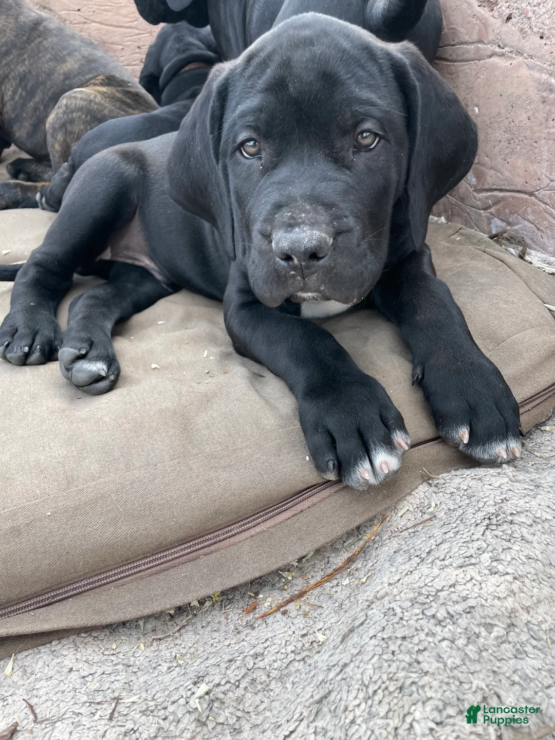Cane Corso dogs for sale: Cane Corso Puppy 1 - Ad 1
