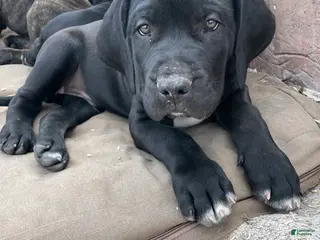 Cane Corso dogs for sale: Cane Corso Puppy 1 - Ad 2