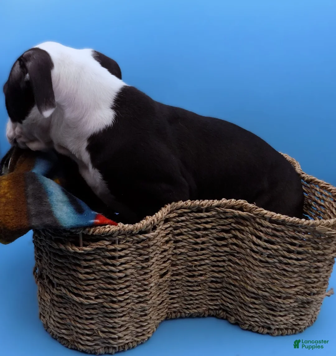 Mixed Breed dogs for sale: Nipper - Ad 10