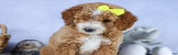 Mini Goldendoodle dogs for sale: 🐾 Meet Nova – F2B Mini Goldendoodle Puppy 🐾 - Ad 9