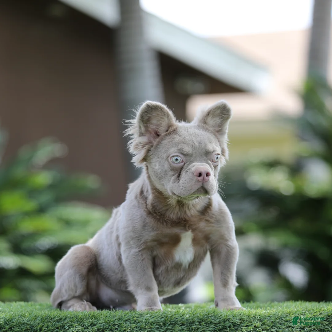 French Bulldog dogs for sale: French Bulldog Puppy 1 - Ad 1