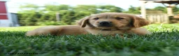Golden Retriever dogs for sale: Hamlet - Ad 2