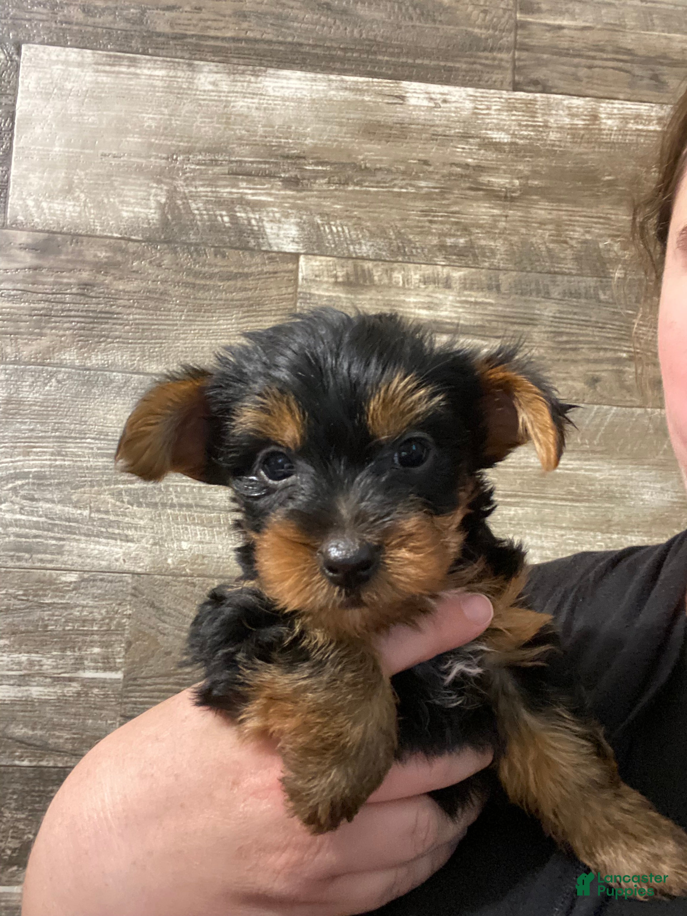 Yorkshire Terrier dogs Luke - Ad 1