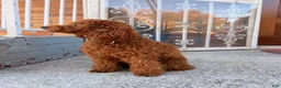 Mixed Breed dogs for sale: Adorable Female Toy Poodle 2lbs  - Ad 3