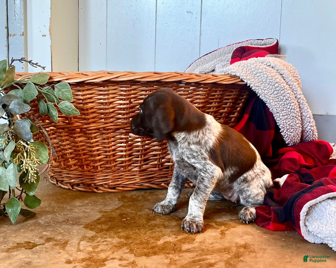 German Shorthaired Pointer dogs for sale: Pixie❤️🐾AKC Registered🐾Call 717-321-3928 - Ad 2